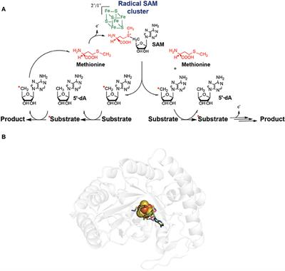 Radical SAM Enzymes in the Biosynthesis of Ribosomally Synthesized and Post-translationally Modified Peptides (RiPPs)